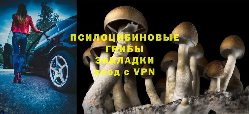 Псилоцибиновые грибы Cubensis  Каменногорск 